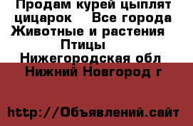 Продам курей цыплят,цицарок. - Все города Животные и растения » Птицы   . Нижегородская обл.,Нижний Новгород г.